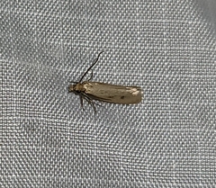 Tinea apicimaculella