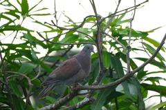 Patagioenas cayennensis