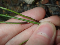 Tripterococcus brunonis