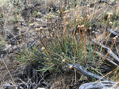 Erigeron linearis