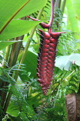 Heliconia mariae