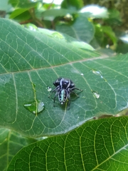 Paraphidippus aurantius