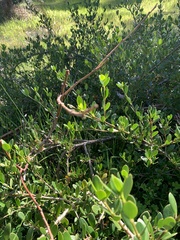 Alyxia buxifolia