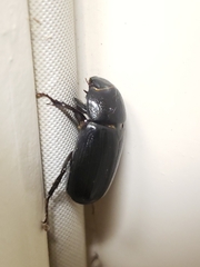 Dyscinetus morator