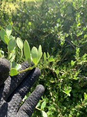 Alyxia buxifolia