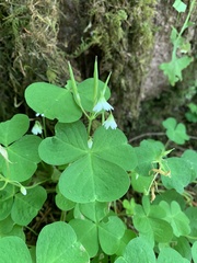 Oxalis trilliifolia