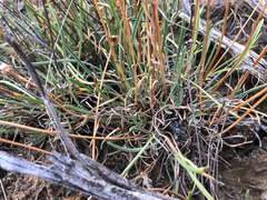 Erigeron linearis
