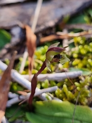 Chiloglottis trapeziformis