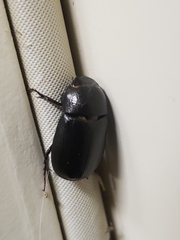 Dyscinetus morator