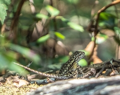 Sceloporus undulatus