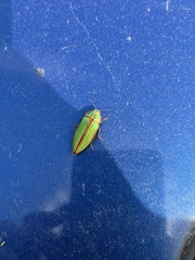Buprestis aurulenta