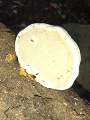 Trametes cubensis