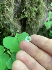 Oxalis trilliifolia