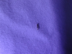 Cosmopterix magophila