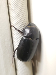 Dyscinetus morator