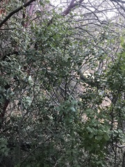 Rhamnus ilicifolia