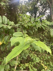 Casearia membranacea