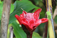 Etlingera elatior