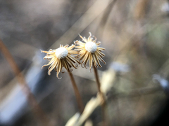 Erigeron linearis