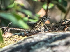 Sceloporus undulatus