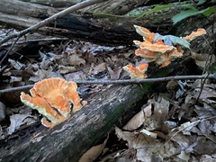 Laetiporus
