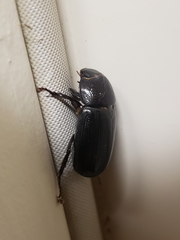 Dyscinetus morator