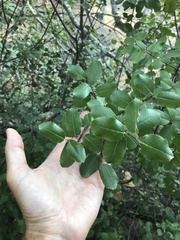 Rhamnus ilicifolia