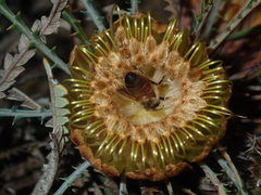 Banksia dallanneyi