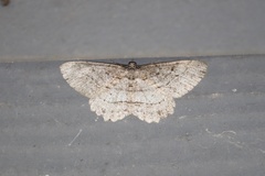 Neoalcis californiaria