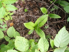 Clintonia borealis