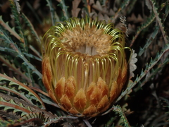 Banksia dallanneyi