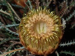 Banksia dallanneyi