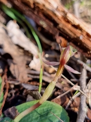 Chiloglottis trapeziformis