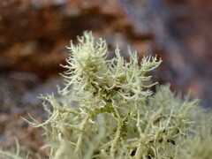 Usnea