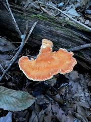 Laetiporus