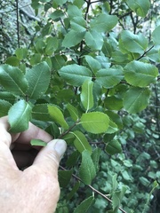 Rhamnus ilicifolia