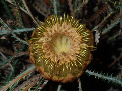 Banksia dallanneyi