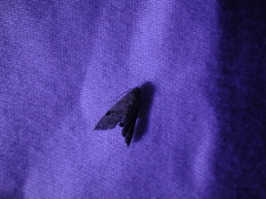 Abablemma brimleyana