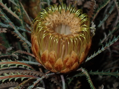 Banksia dallanneyi