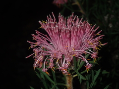 Isopogon dubius