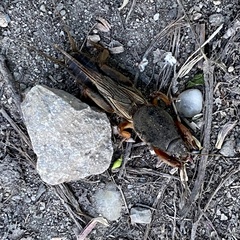 Gryllotalpa gryllotalpa