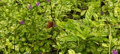 Junonia hedonia