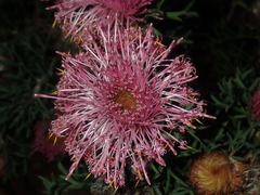 Isopogon dubius