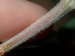 Gastrolobium polystachyum