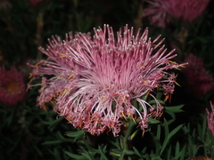 Isopogon dubius