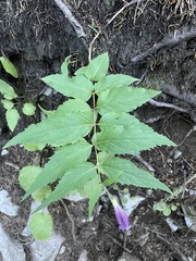 Nothochelone nemorosa