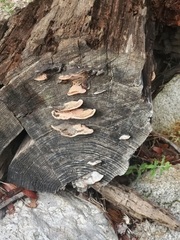 Rhodofomes cajanderi