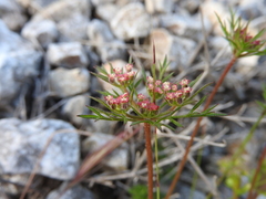 Daucus involucratus