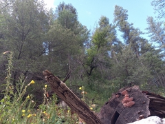 Rhodofomes cajanderi