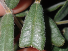 Gastrolobium polystachyum